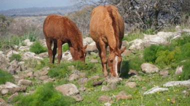 İsrail 'de otlayan taylı atlar.