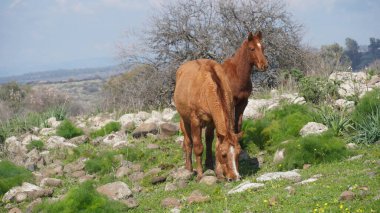 İsrail 'de otlayan taylı atlar.