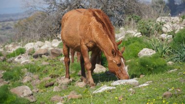 Yarı vahşi, kızılımsı kahverengi aygır, Golan Tepeleri, İsrail 'de, Otları Yiyen