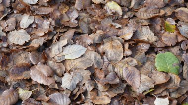 Taşların ve su birikintilerinin üzerine düşen yapraklar. Yakın çekim, düşen sonbahar yaprakları, doğal arka plan. Üst görünüm.