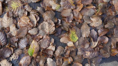 Taşların ve su birikintilerinin üzerine düşen yapraklar. Yakın çekim, düşen sonbahar yaprakları, doğal arka plan. Üst görünüm.