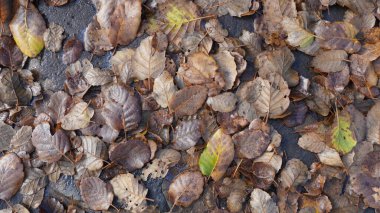 Taşların ve su birikintilerinin üzerine düşen yapraklar. Yakın çekim, düşen sonbahar yaprakları, doğal arka plan. Üst görünüm.