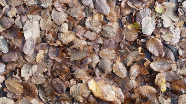 Taşların ve su birikintilerinin üzerine düşen yapraklar. Yakın çekim, düşen sonbahar yaprakları, doğal arka plan. Üst görünüm.