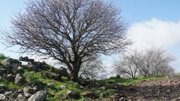 Panoramiczny Widok Krajobraz Wzdłuż Potoku Zavitan Rezerwacie Przyrody Yehudiya Forest — Zdjęcie stockowe