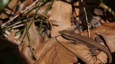 Phoenicolacerta laevis, Lacertidae familyasından bir kertenkele türü. İsrail, Lübnan 'da bulunur.