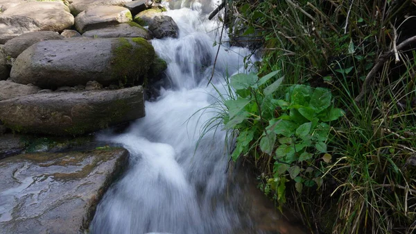 Corrente Torrente Nel Ruscello Della Foresta Con Rocce Muschio Foglie — Foto Stock