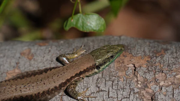 Phoenicolacerta Laevis Ливанская Ящерица Является Видом Ящерицы Семействе Lacertidae Встречается — стоковое фото