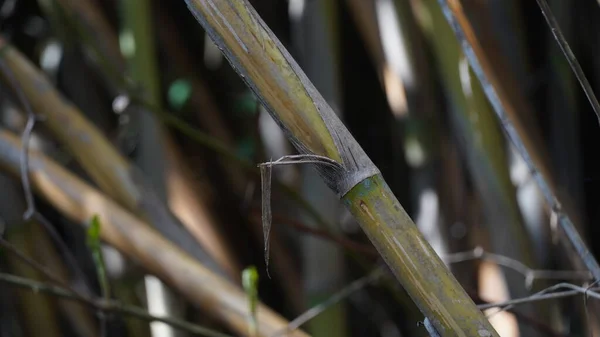 Napůl Suché Bambusové Větve Bambusové Větve Rostliny Přírodní Zahradě — Stock fotografie