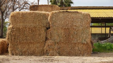 Sığırlar için biçilmiş saman balyalarıyla dolu bir saman deposu. Kare balyalarla yaz aylarında tarımsal ahır tepe örtüsü