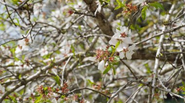 Badem tomurcukları tomurcuklanıyor. İsrail