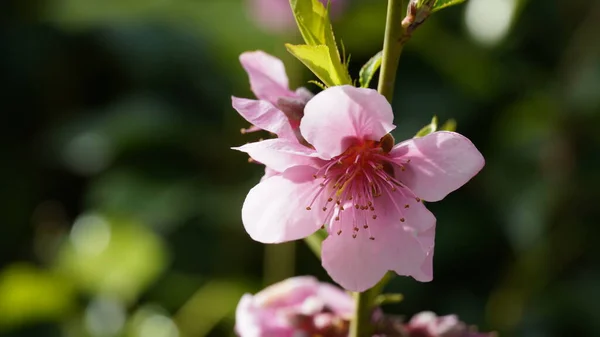 Amêndoa Florescente Israel — Fotografia de Stock