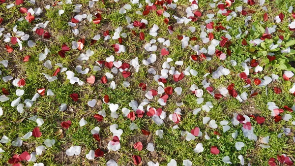 Les Confettis Sont Partis Après Fête Coeurs Papier Rouge Blanc — Photo