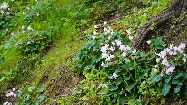 Cyclamen Persicum Cresce Uma Floresta Israel — Fotografia de Stock