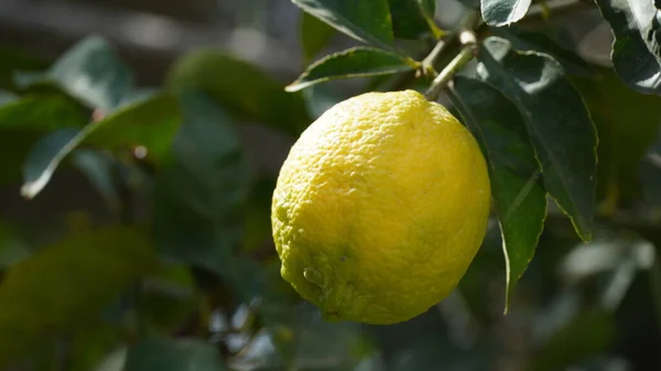 Frutto Limone Sul Ramo Mazzi Limoni Freschi Albero Limone Giardino — Foto Stock