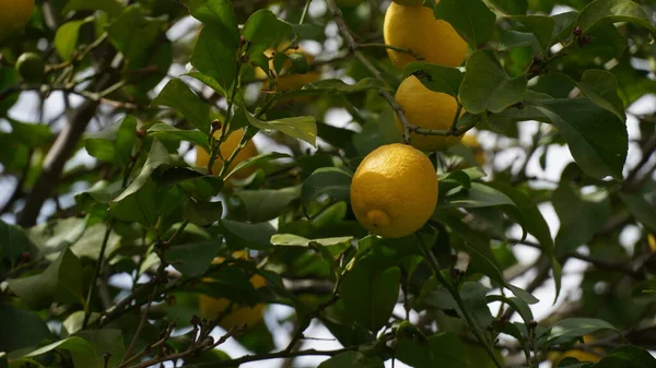 Frutto Limone Sul Ramo Mazzi Limoni Freschi Albero Limone Giardino — Foto Stock