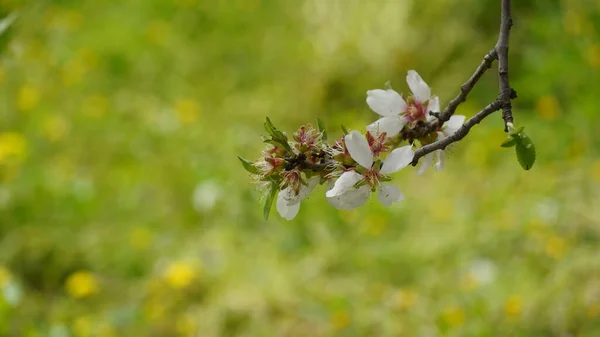 Aglomerado Flores Amêndoa Plena Floração Israel — Fotografia de Stock