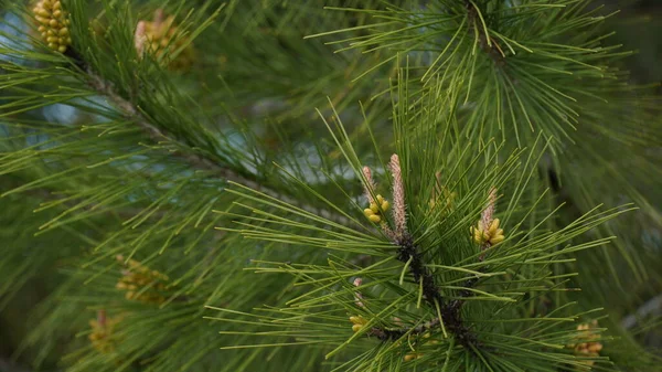 Détail Une Branche Pin Avec Jeunes Cônes Pin — Photo