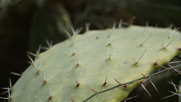 Sabra Cactus Plant Israel Opuntia Cactus Large Flat Pads Red — Stock Photo, Image