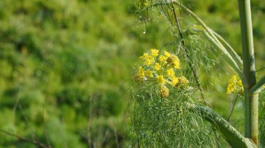 Sarı kır çiçeği Dev Fennel, Ferula komünü, Apiaceae, İsrail 'de yetişir.