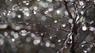 Ziziphus Lotus 'un çıplak dallarında sabah çiği küçük bir yaprak döken ağaç. Bokeh etkisi