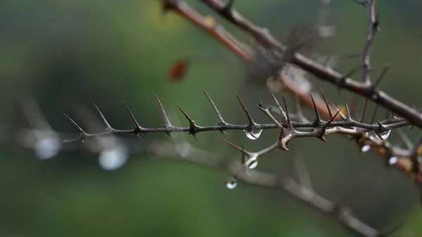 Ziziphus蓮の小さな落葉樹の裸の枝に朝の露 ぼけ効果 — ストック写真