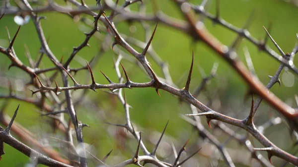 Ziziphus蓮の小さな落葉樹の裸の枝に朝の露 ぼけ効果 — ストック写真