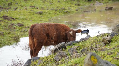 Kuzey İsrail 'deki Golan Tepeleri' nde kalan yeşil çimlerde sığırlar otluyor.