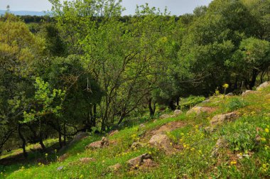 Büyük Jüpiter manzarası Golan Tepeleri, Odem Ormanı 'ndaki çukur çukuru, Kuzey İsrail