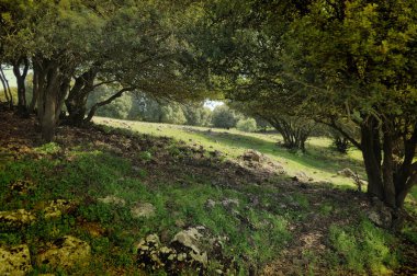 Büyük Jüpiter manzarası Golan Tepeleri, Odem Ormanı 'ndaki çukur çukuru, Kuzey İsrail