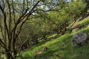 Büyük Jüpiter manzarası Golan Tepeleri, Odem Ormanı 'ndaki çukur çukuru, Kuzey İsrail