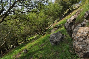 Büyük Jüpiter manzarası Golan Tepeleri, Odem Ormanı 'ndaki çukur çukuru, Kuzey İsrail