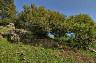 Büyük Jüpiter manzarası Golan Tepeleri, Odem Ormanı 'ndaki çukur çukuru, Kuzey İsrail