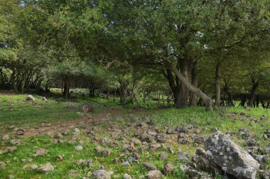 Büyük Jüpiter manzarası Golan Tepeleri, Odem Ormanı 'ndaki çukur çukuru, Kuzey İsrail