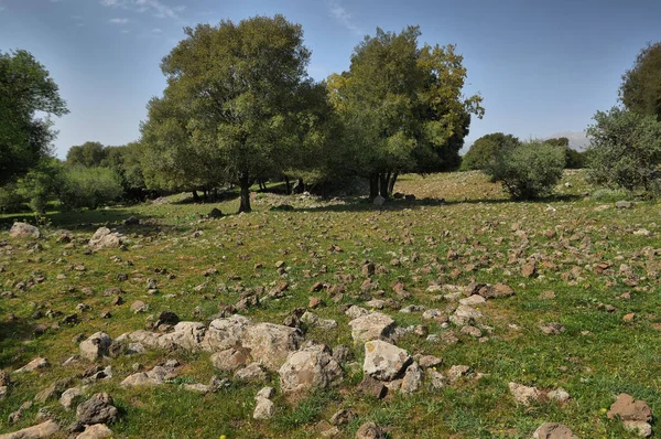 Vista Grande Jupta Montanhas Golã Cratera Floresta Odem Norte Israel — Fotografia de Stock