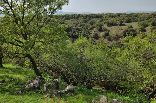 Widok Wzgórza Golan Krater Lesie Odem Północny Izrael — Zdjęcie stockowe