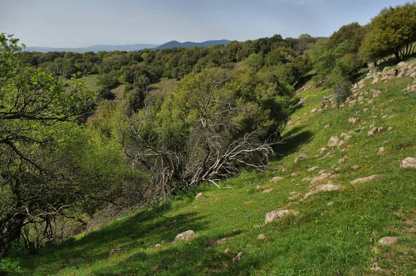 View Big Jupta Golan Heights Pit Crater Odem Forest Northern — Stock Photo, Image