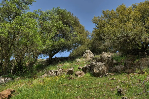 Büyük Jüpiter manzarası Golan Tepeleri, Odem Ormanı 'ndaki çukur çukuru, Kuzey İsrail