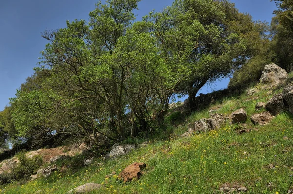 Büyük Jüpiter manzarası Golan Tepeleri, Odem Ormanı 'ndaki çukur çukuru, Kuzey İsrail