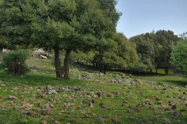 Vista Grande Jupta Montanhas Golã Cratera Floresta Odem Norte Israel — Fotografia de Stock