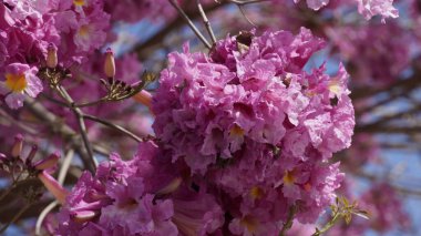 Pembe trompet ağacı (Handroanthus impetiginosus). Tabebuia rosea parktaki bir Pembe Çiçek neotropik ağacıdır. Bahar mevsiminde açan.