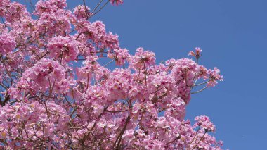 Pembe trompet ağacı (Handroanthus impetiginosus). Tabebuia rosea parktaki bir Pembe Çiçek neotropik ağacıdır. Bahar mevsiminde açan.