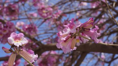 Pembe trompet ağacı (Handroanthus impetiginosus). Tabebuia rosea parktaki bir Pembe Çiçek neotropik ağacıdır. Bahar mevsiminde açan.