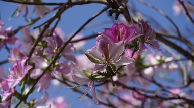 İsrail'de açan bauhinia purpurea ağaç