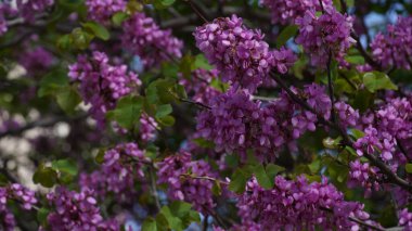 Yehuda ağacının taze pembe çiçekli dalları ya da Cercis silikstrumu. Çiçek açmış bir Yahuda ağacı görüntüsü