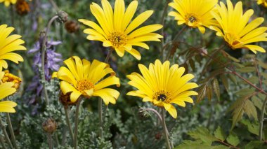 Sarı yabani kasımpatılar. İsrail 'de ilkbaharda çiçek açan kasımpatılar