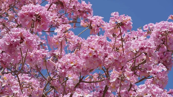 粉色小号树 Handroanthus Impetiginosus 塔贝比亚蔷薇是公园里一棵粉红色的新热带花 春季盛开 — 图库照片