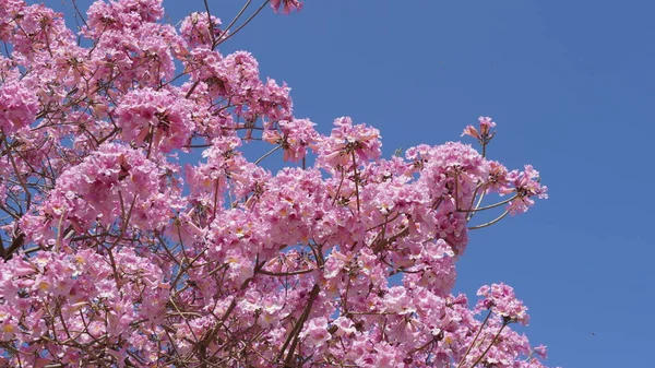 Pembe trompet ağacı (Handroanthus impetiginosus). Tabebuia rosea parktaki bir Pembe Çiçek neotropik ağacıdır. Bahar mevsiminde açan.
