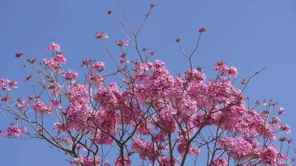 Pembe trompet ağacı (Handroanthus impetiginosus). Tabebuia rosea parktaki bir Pembe Çiçek neotropik ağacıdır. Bahar mevsiminde açan.