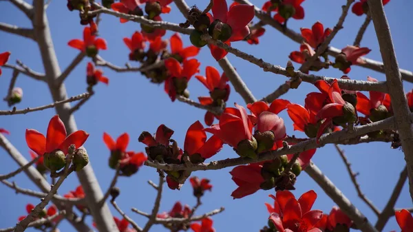 Bombax Ceiba (Lat. - Bombax ceiba) veya Cotton Tree. İsrail parkında ipek pamuk ağacı çiçeği.