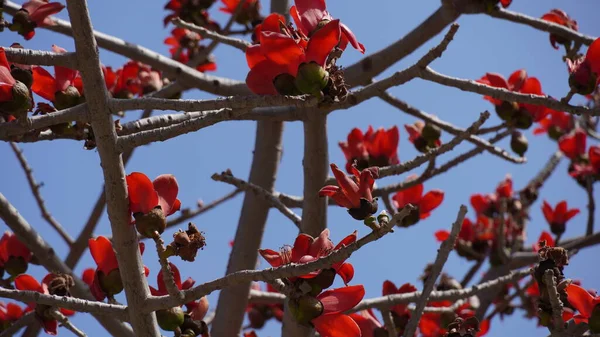 Bombax Ceiba (Lat. - Bombax ceiba) veya Cotton Tree. İsrail parkında ipek pamuk ağacı çiçeği.